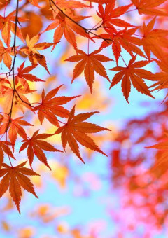私立紅葉ケ丘校長【参加型】