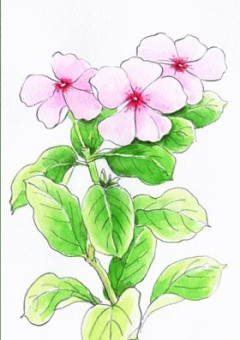 6月の第一日曜日