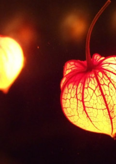 鬼さん鬼さん手の鳴る方へ