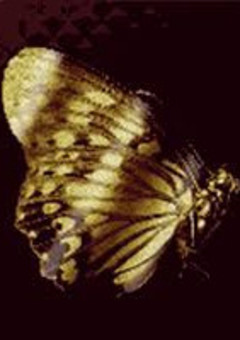 金色の蝶