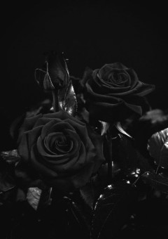 その甘い蜜に飲み込まれたくて。