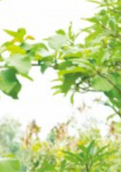 同じ墓に入ってくれますか?