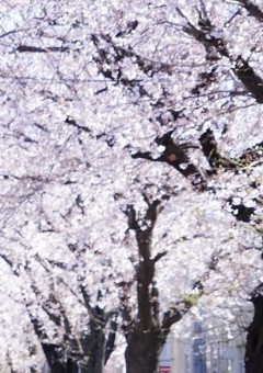 桜の花(緑)