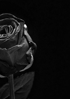 黒薔薇の花に私は恋をする