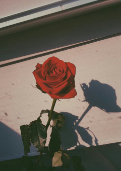 【Rose】