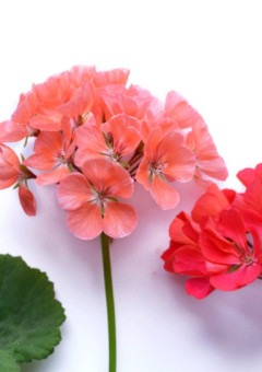 Flowers story＿＿＿story , 0＿＿＿ベゴニア．