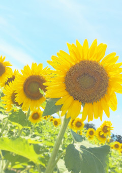 向日葵 の小説 夢小説検索結果 9件 無料スマホ夢小説ならプリ小説 Bygmo