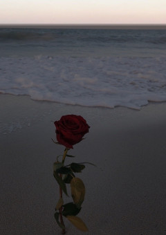 ドS漆黒王子と深紅王子…！