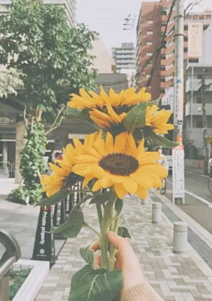 🌻 と ~ く る ~ む 🌻