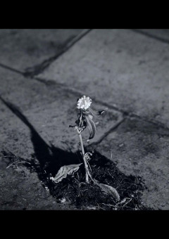 貴方は今あの約束を覚えていますか