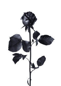 裏切ったのはあなたたち