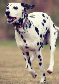 プリンセスとダルメシアン