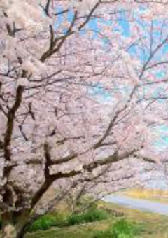 桜が咲く頃、君の隣