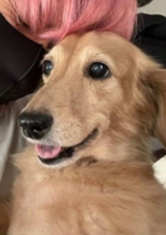 蓮꙲のృ短⁻編 ҉集⃠でൢすൢ