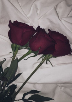 風磨は樹が大好きです