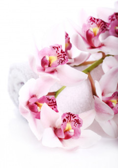 病を治す薬は_なんです。