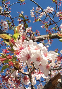 イラストを載せるだけ