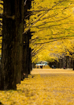余 命 宣 告 さ れ  た 少 年 .
