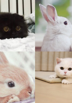 猫さんうさぎさん！？なんで…