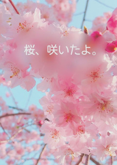 桜、咲いたよ。