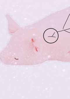 え、人形が擬人化した？ん？？