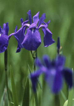 頭がおかしい集団ですが何か？←