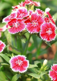 好かれるぐらいなら嫌われた方がマシ