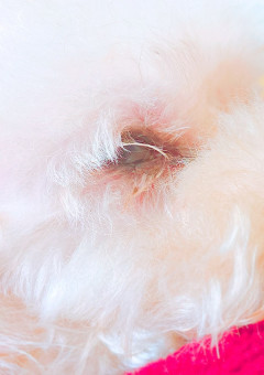 鬼舞辻のお気に入りは鬼殺隊にも愛されます