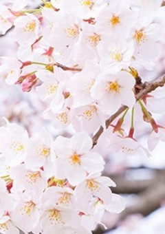 桜のようにきれいな心