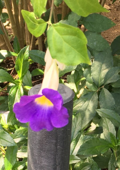 ジェルサタ短編集？