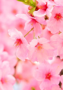 あなたは桜のように。