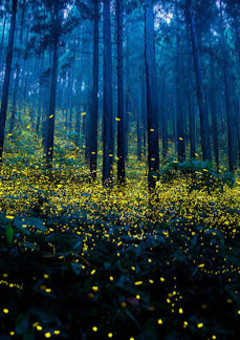 ようこそ…願いの森へ