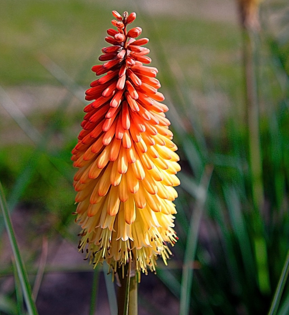 第21話 贈る花言葉と渡す花言葉 神達に拾われた少女 無料スマホ夢小説ならプリ小説 Bygmo