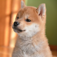 乱 花菜🍎👑@QK垢さんのアイコン画像