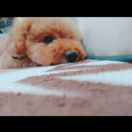 もふもふさんのアイコン画像