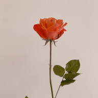 ほうれんそうさんのアイコン画像