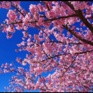 大和綾さんのアイコン画像