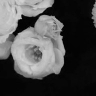ら ぐ ぅ 。さんのアイコン画像