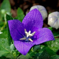 桜さんのアイコン画像