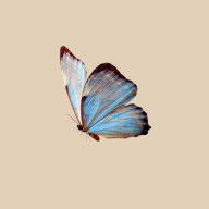 Susan🦋さんのアイコン画像