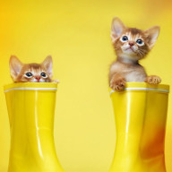 izumiさんのアイコン画像