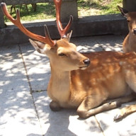 りんごLOVEさんのアイコン画像