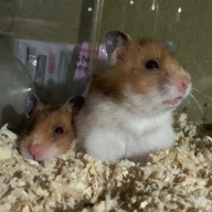 ちぐささんのアイコン画像