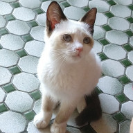 八雲さんのアイコン画像