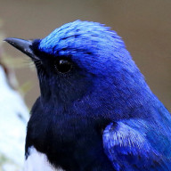 紺色。さんのアイコン画像