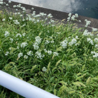 ピッピさんのアイコン画像