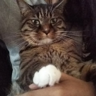 🍋ミレティ🥛さんのアイコン画像