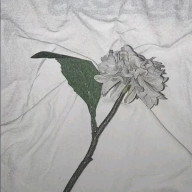 miyuさんのアイコン画像