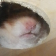 Ｋペコさんのアイコン画像