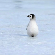 飛べない鳥@ペンギン🐧@毎日投稿中さんのアイコン画像